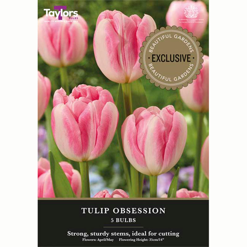 Tulip ‘Obsession’ (5 Bulbs)
