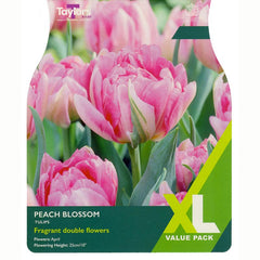 Tulip Peach Blossom Extra Value Pack of Bulbs