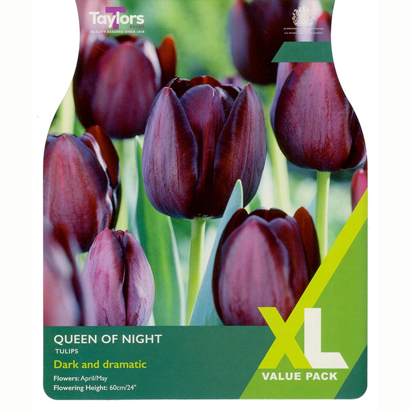 Tulip Queen of Night extra value pack of bulbs