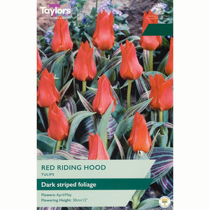 Tulip Red Riding Hood Bulbs