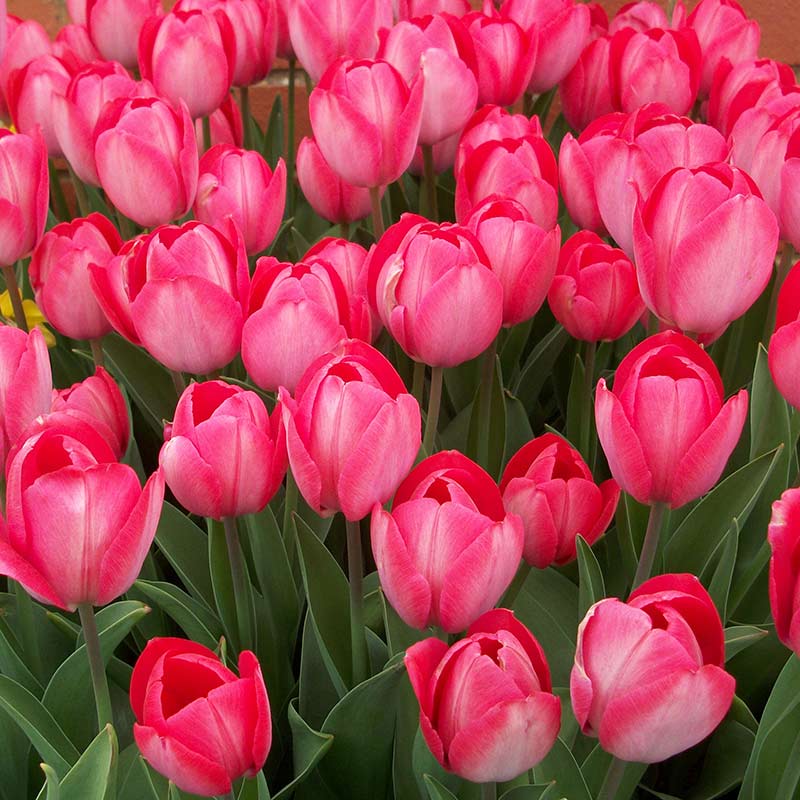 Taylors Tulip Van Eijk Bulbs