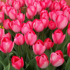 Taylors Tulip Van Eijk Bulbs