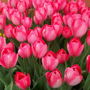 Taylors Tulip Van Eijk Bulbs