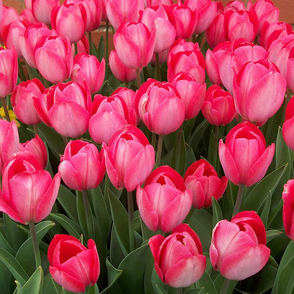 Taylors Tulip Van Eijk Bulbs