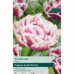 Tulip Wyndham Bulbs