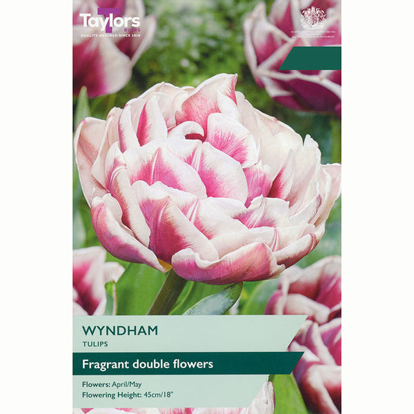 Tulip Wyndham Bulbs