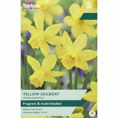 Narcissus 'Yellow Sailboat' Daffodils