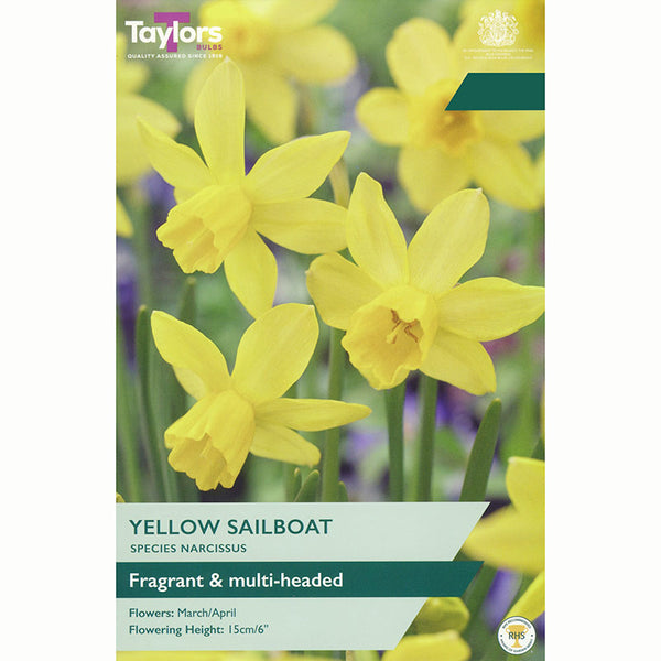 Narcissus 'Yellow Sailboat' Daffodils