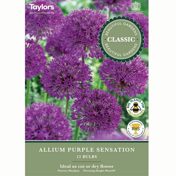 Allium Purple Sensation 12 Bulbs