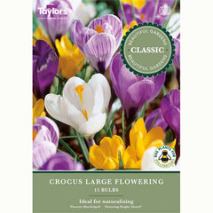 Mixed Large Flowering Crocus Bulbs