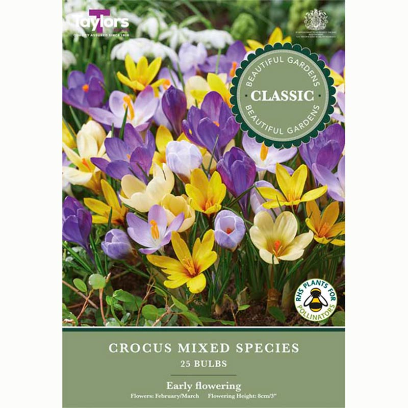 Mixed Crocus Species 25 Bulbs