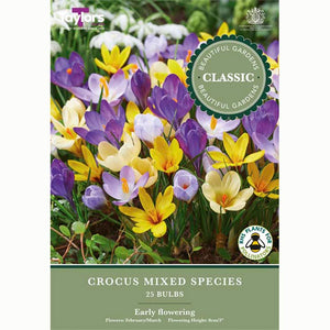 Mixed Crocus Species 25 Bulbs