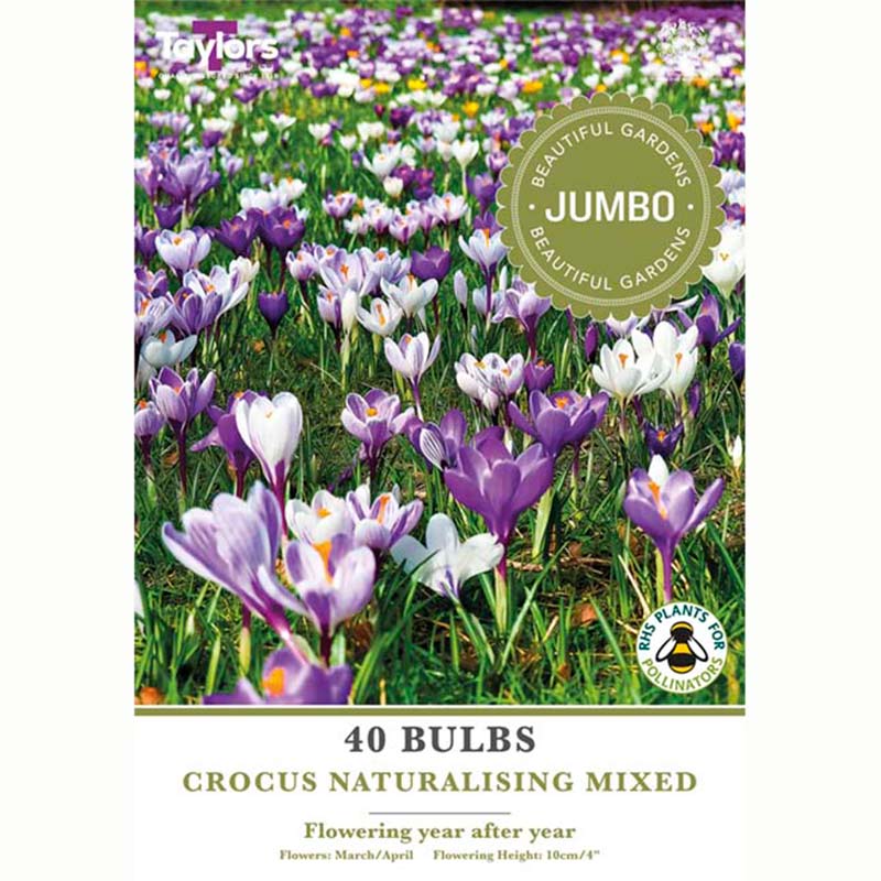 Crocus Naturalising Mixed Bulbs