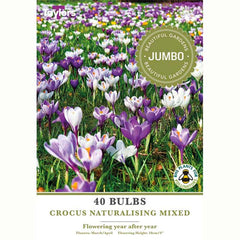 Crocus Naturalising Mixed Bulbs