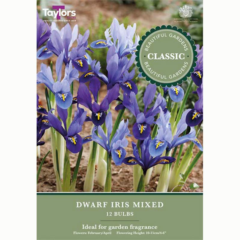 Dwarf Iris Mixed 12 Bulbs