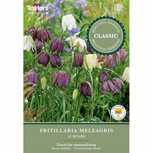 Fritillaria Meleagris 15 Bulbs