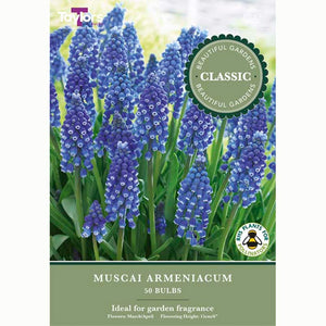 Muscari armeniacum Pack of 50 Bulbs