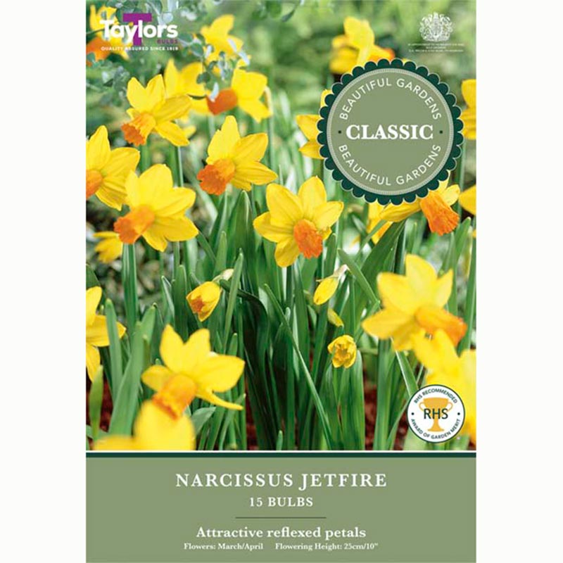 Narcissus Jetfire 15 Bulbs