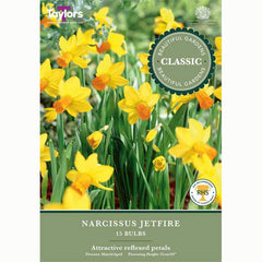 Narcissus Jetfire 15 Bulbs
