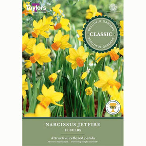 Narcissus Jetfire 15 Bulbs