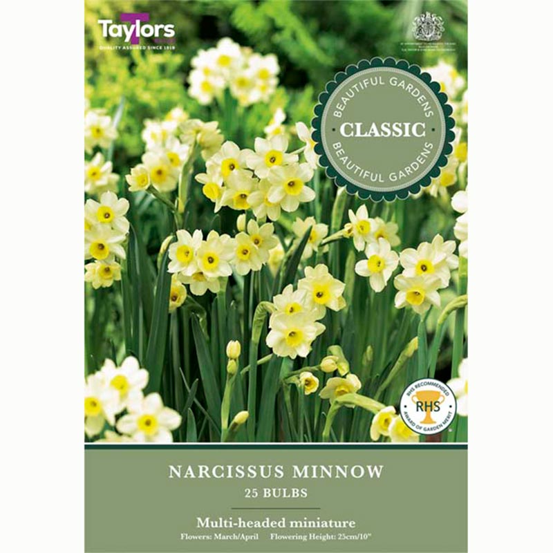 Narcissus Minnow 25 Bulbs