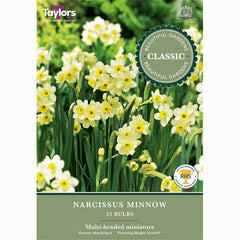 Narcissus Minnow 25 Bulbs