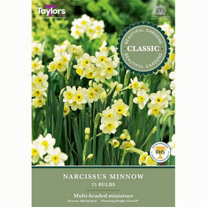 Narcissus Minnow 25 Bulbs