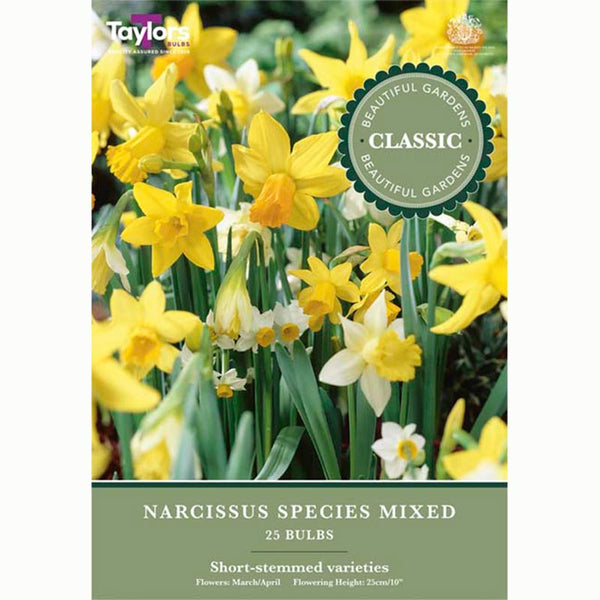 Narcissus Species Mixed Daffodils 25 Bulbs