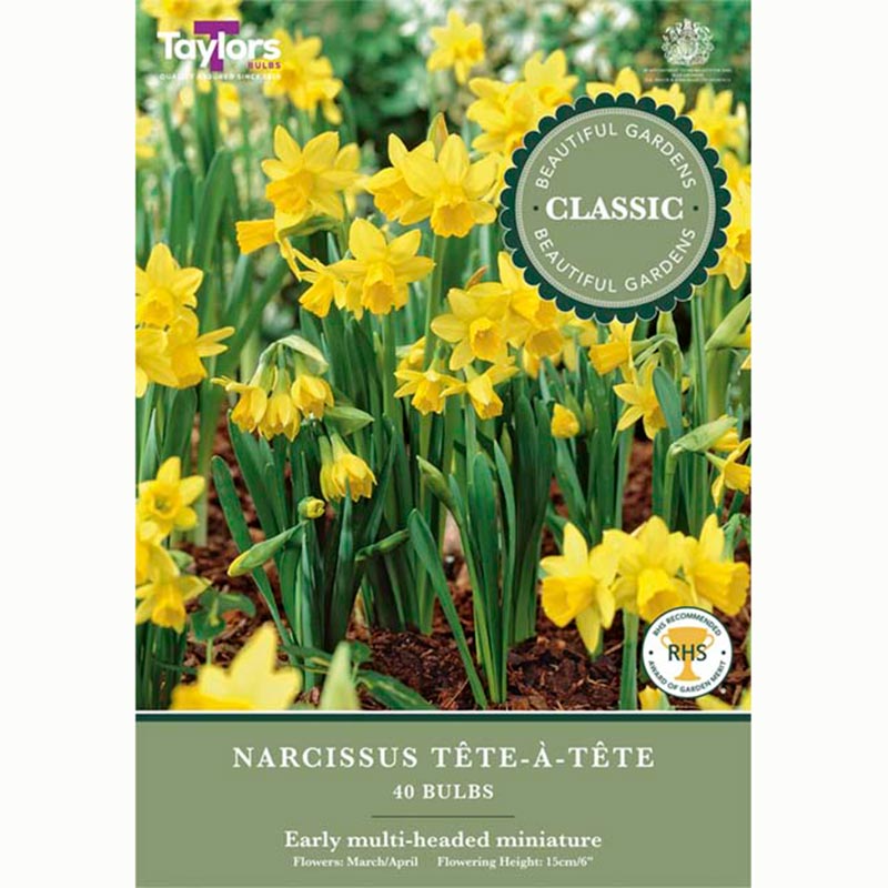 Narcissus Tete a Tete Daffodils 40 Bulbs
