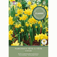 Narcissus Tete a Tete Daffodils 40 Bulbs