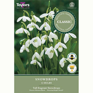 Snowdrop 12 Bulbs