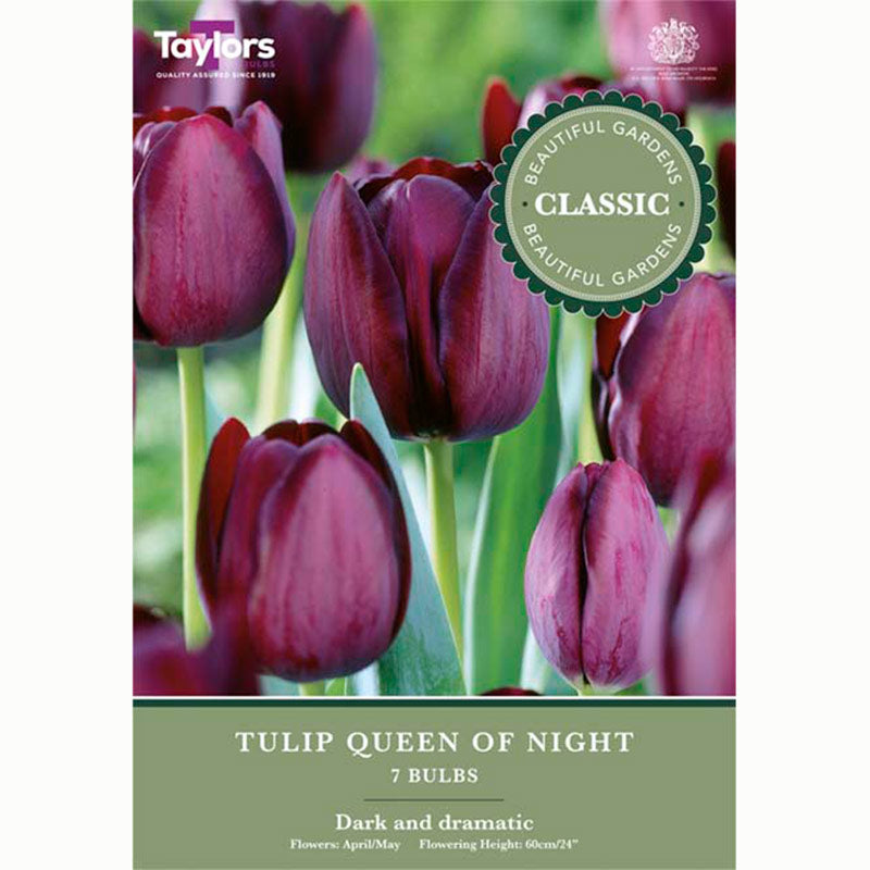 Tulip Queen of Night 7 Bulbs