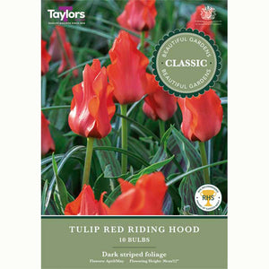 Tulip Red Riding Hood 10 Bulbs