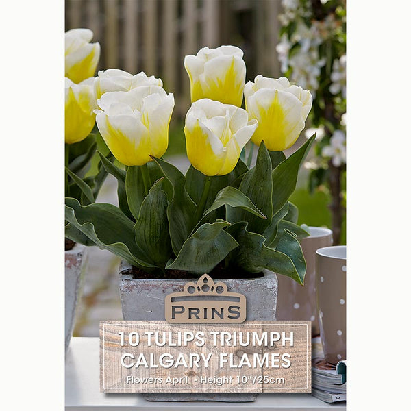Tulip Calgary Flames Bulbs