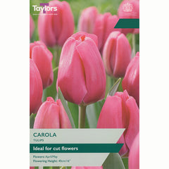 Tulip ‘Carola’ (7 Bulbs)