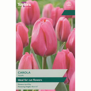 Tulip ‘Carola’ (7 Bulbs)