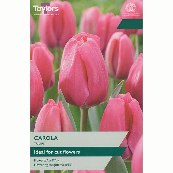 Tulip ‘Carola’ (7 Bulbs)