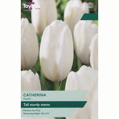 Tulip ‘Catherina’ (7 Bulbs)
