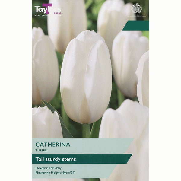 Tulip ‘Catherina’ (7 Bulbs)