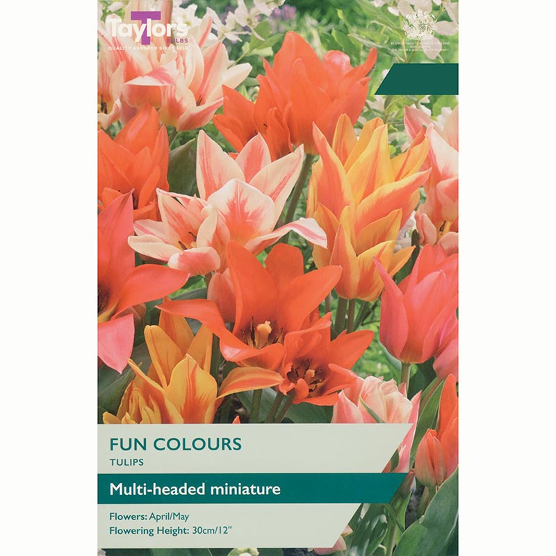Tulip 'Fun Colours' Bulbs