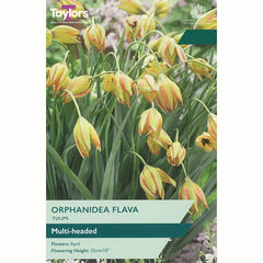 Taylors Tulip Orphanidea Flava