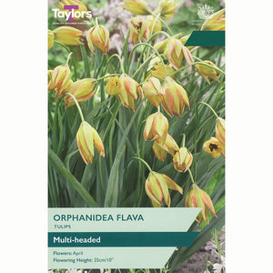 Taylors Tulip Orphanidea Flava