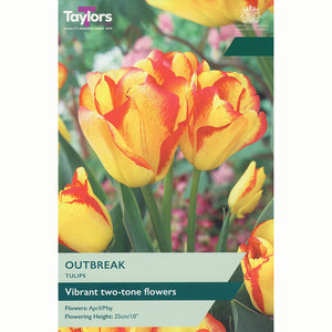 Tulip ‘Outbreak’ (7 Bulbs)