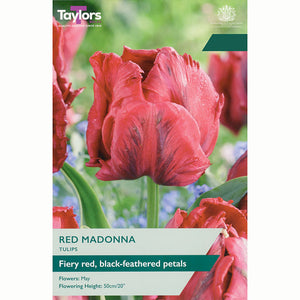 Tulip 'Red Madonna' (6 bulbs)