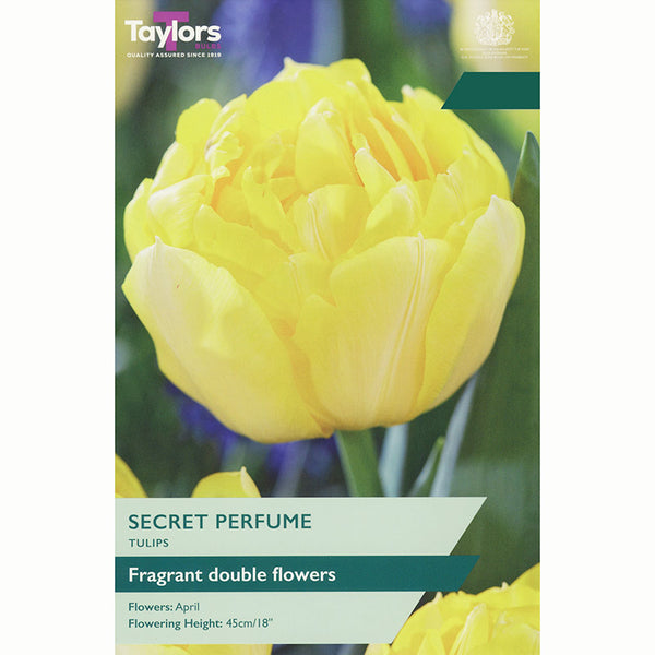 Tulip ‘Secret Perfume’ (6 Bulbs)