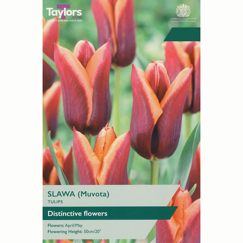 Tulip 'Muvota' (6 bulbs)