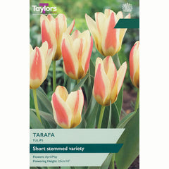 Taylors Tulip Tarafa