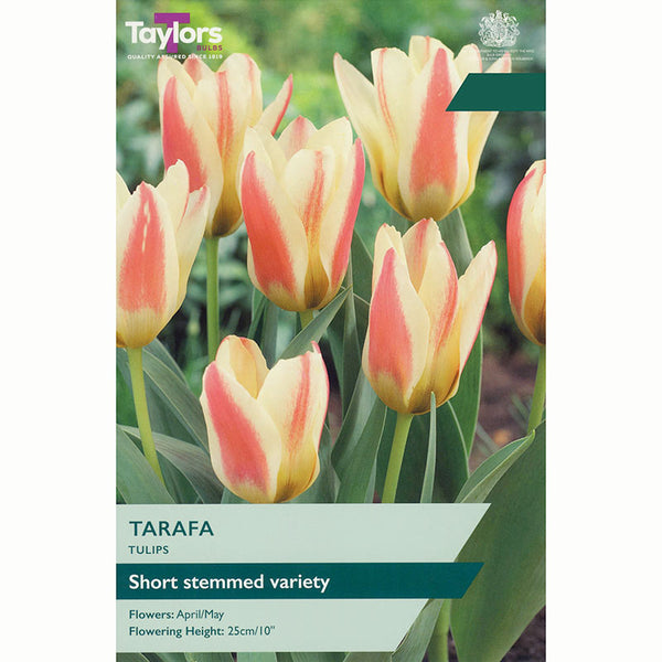 Taylors Tulip Tarafa
