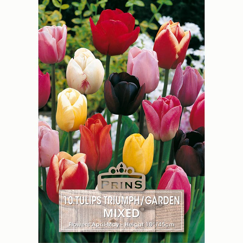 Tulip Triumph Garden Mixed Bulbs