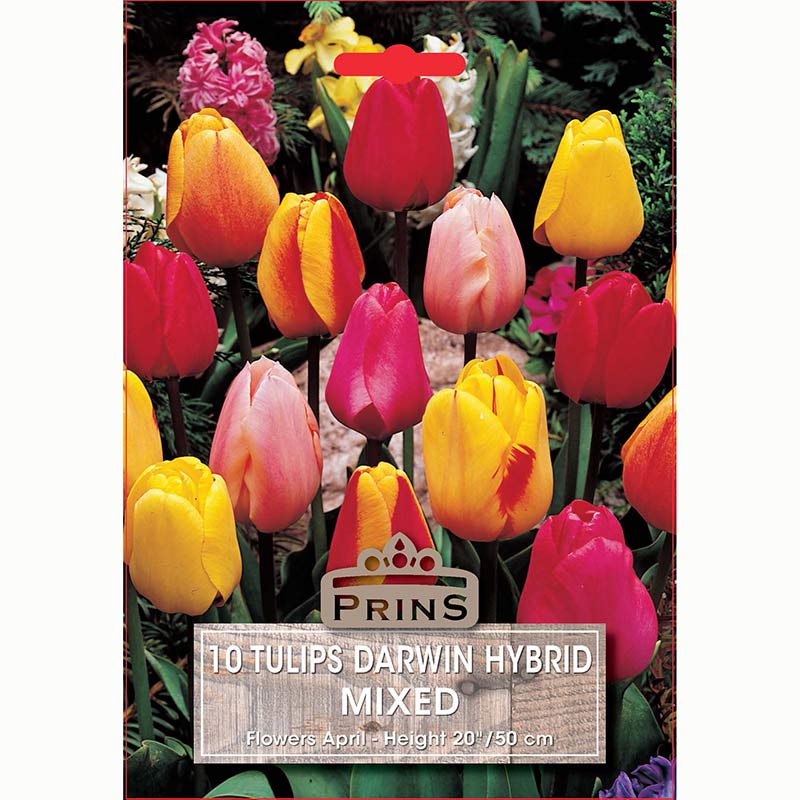 Tulips Darwin Hybrid Mixed 10 Bulbs